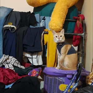 A Orange Local Cat Missing from Hatigaon, Guwahati
