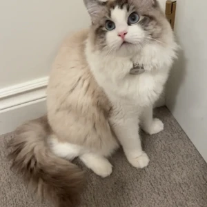 A White and Grey Ragdoll Cat Missing from 3868 w50th ave