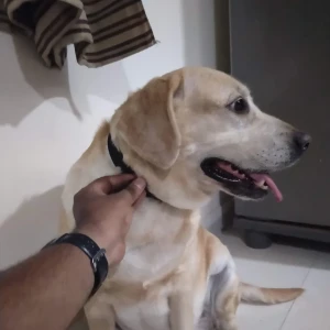 A White-Brown Mix Labrador Dog Missing from Kousthubha Residency, near Chittaramma temple