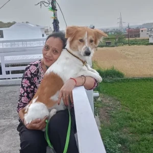 A White-Brown Mix Pomeranian mix Dog Missing from A-616 Raghubir Nagar A - Block, Block A,  Tagore Garden Extension, Delhi, 110027, India-2