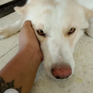 A White Indie Dog Missing from North Zone, Coimbatore
