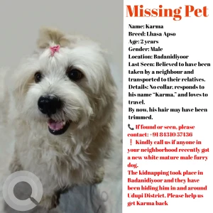 A Light Brown Lhasa Apso Dog Missing from Udupi
