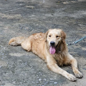 A Golden Golden retriever Dog Found from Chennai