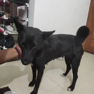 A Black Indian Dog Found from Bamunimaidan, Guwahati