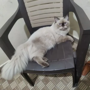 A Black and White Persian cat Cat Found from Chennai
