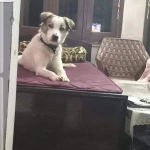 A White Indian Dog Missing from Ludhiana-3