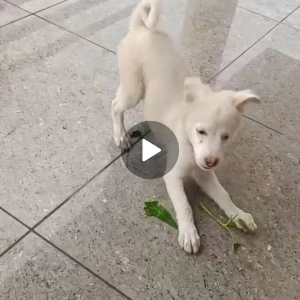 A White pomeranian puppy with less hair Dog Missing from Jhajjar-3