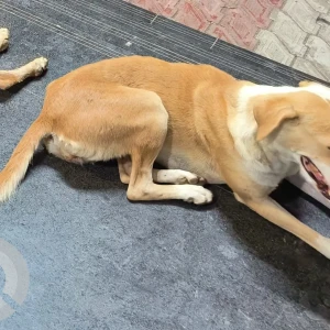 A White-Brown Mix Indian Native Dog Dog Missing from Indore City, Indore-3