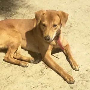 A Brown Indie mix Dog Found from Valasaravakkam, Chennai