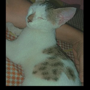 A Black and White Stray cat Cat Missing from Chakiya, Prayagraj-2