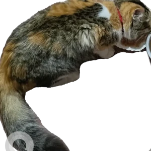 A White-Brown Mix Mixed indian and persian Cat Missing from Whitefield, Bengaluru-2