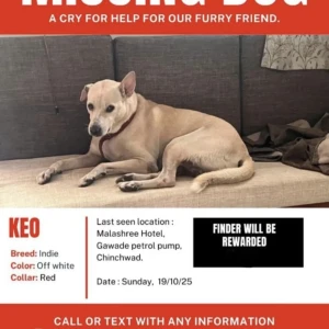 A Light Brown Indie Dog Missing from Pimpri Chinchwad-3