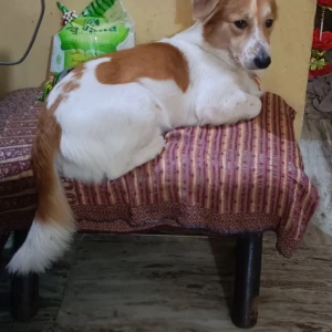 A White-Brown Mix Pomeranian mix Dog Missing from A-616 Raghubir Nagar A - Block, Block A,  Tagore Garden Extension, Delhi, 110027, India