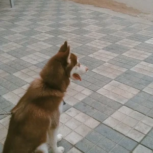 A White-Brown Mix Husky Dog Missing from Hyderabad
