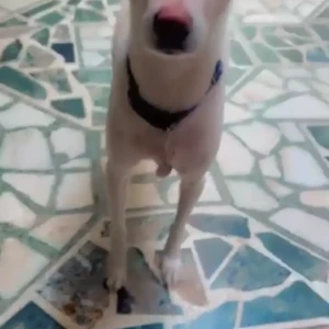 A White-Brown Mix Indie Dog Missing from New Delhi-2