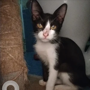 A Black and White Indian Cat Missing from Miramar, Panaji-2