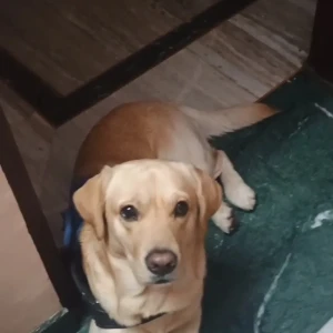 A Golden Labrador Dog Missing from JLN MARG service lane, opposite genpact