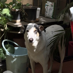 A Black and White Indie Dog Missing from Hosmat Hospital Ashok Nagar