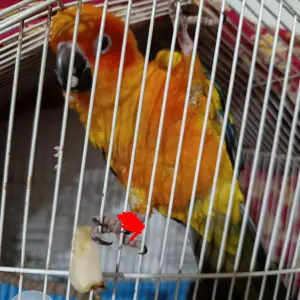 A Other Sun Conure Bird Found from Bengaluru-2
