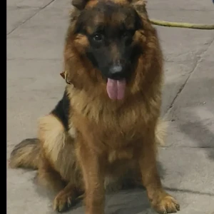 A Black and Brown German Shepherd Dog Found from Old Malakpet, Hyderabad