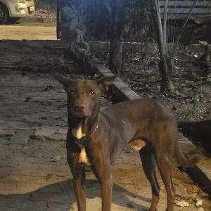 A Brown Dont know Dog Found from Santacruz West, Mumbai-4