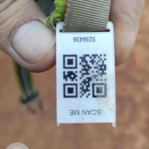 A Brown Indie Dog Found from Kodambakkam, Chennai-4