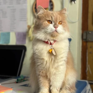 A White-Brown Mix Persian Cat Missing from Lal Bahadur Shastri Nagar, Shivamogga