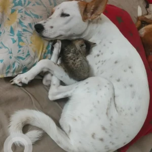 A White-Brown Mix Indian Dog Missing from Chennai