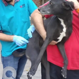 A Black and White Indie Dog Missing from Noida-3