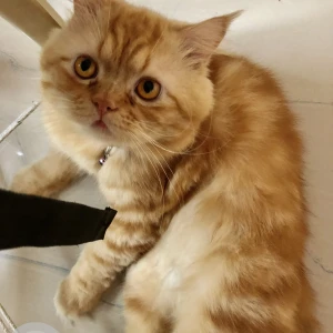 A Orange Persian Cat Missing from Guwahati-4