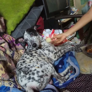 A Black and White Dolmetion cross breed Dog Found from Anantapur