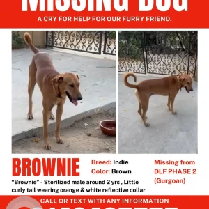 A Brown Indie Dog Missing from Gurugram