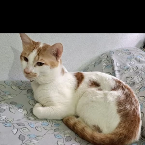 A Other Indian Cat Missing from Ujaleshah dargah, akberbagh