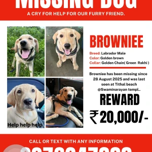 A Brown Labrador Dog Missing from Valsad Tithal batch near swaminaryan temple-2