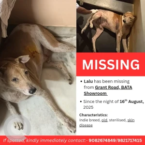 A White-Brown Mix Indie Dog Missing from Grant Road, Mumbai