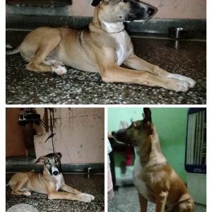 A Black and Brown Indie Dog Missing from Rohini, New Delhi-2