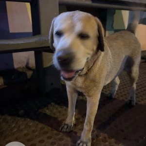 A White-Brown Mix Labrador Dog Found from Bengaluru-2