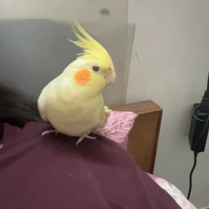 A White cockataiel Bird Missing from Lakhpedabagh, Barabanki