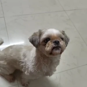 A White-Brown Mix Shih Tzu Dog Missing from Greater Hyderabad Municipal Corporation Central Zone, Hyderabad-2
