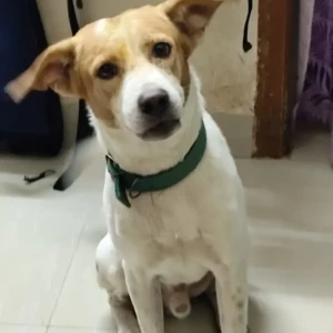 A White-Brown Mix Street Dog Dog Missing from Kolathur, Chennai