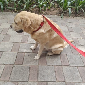 A Golden Labrador Dog Found from Bengaluru
