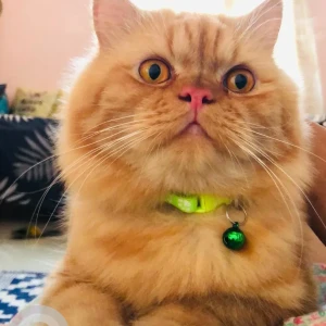 A Orange Persian Cat Missing from Guwahati