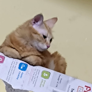 A Orange Indian Cat Missing from Driver's street pudupet-4