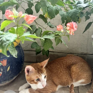 A Orange Indie Cat Missing from Sector 52, Gurugram