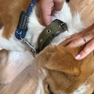 A White-Brown Mix Indie Dog Found from Bengaluru-2