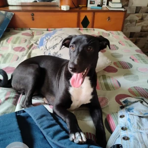 A Black and White Indie Dog Missing from 2/153 tukmirpur delhi-94 gali no 2