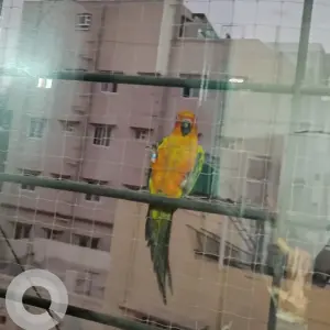 A Other Sun Conure Bird Found from Bengaluru