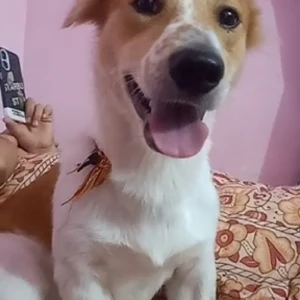 A White-Brown Mix Pomeranian mix Dog Missing from A-616 Raghubir Nagar A - Block, Block A,  Tagore Garden Extension, Delhi, 110027, India-3
