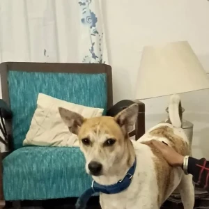 A White-Brown Mix Indie Dog Missing from Bengaluru-4