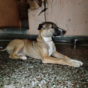 A Black and Brown Indie Dog Missing from Rohini, New Delhi-4